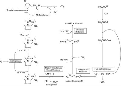 Insights Into the Known 13C Depletion of Methane—Contribution of the Kinetic Isotope Effects on the Serine Hydroxymethyltransferase Reaction